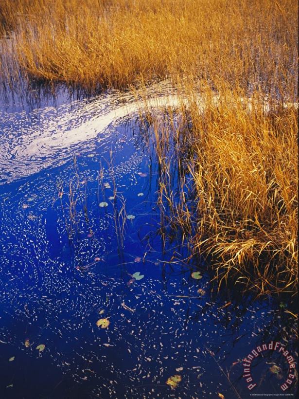 Raymond Gehman Water Lilies Wind Whipped Foam And Wire Grass at The Lakes Edge Near Lake Waccamaw Art Painting