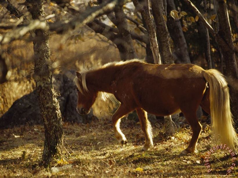 Raymond Gehman Wild Mare on The Appalachian Trail Backlit in The Late Afternoon Art Print