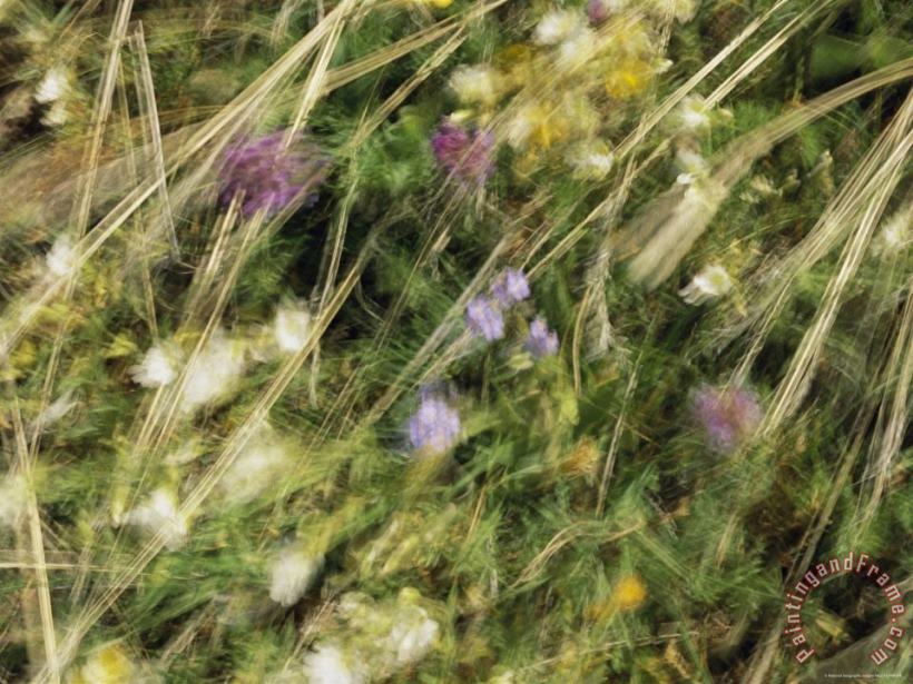 Wildflowers And Sedges in an Alpine Meadow Blowing in The Breeze painting - Raymond Gehman Wildflowers And Sedges in an Alpine Meadow Blowing in The Breeze Art Print