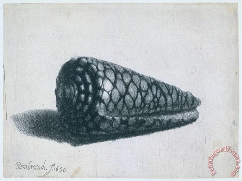 Cone Shell (conus Marmoreus) painting - Rembrandt Cone Shell (conus Marmoreus) Art Print