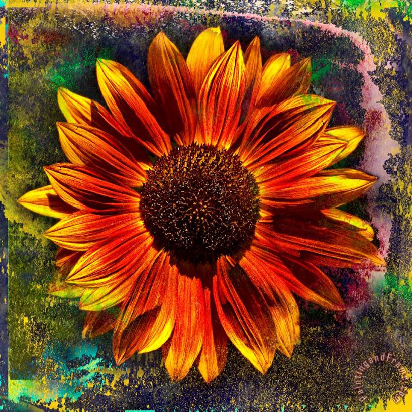 Sunflower Red painting - Sia Aryai Sunflower Red Art Print