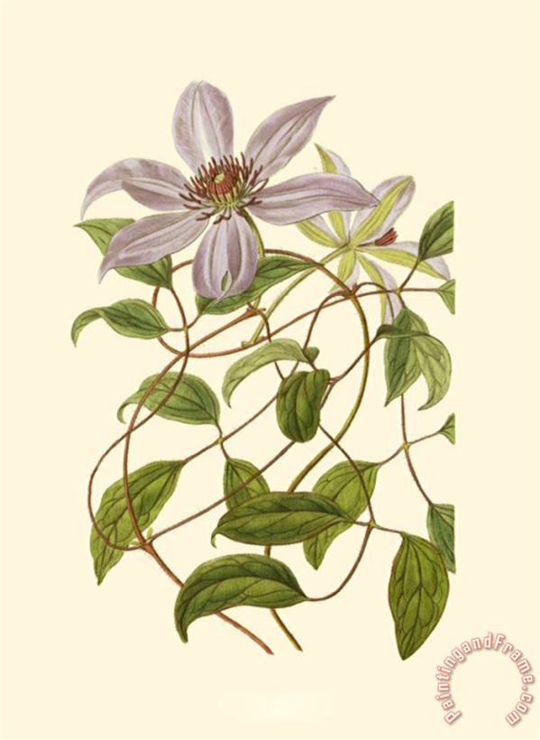 Sydenham Teast Edwards Blossoming Vine III Art Print