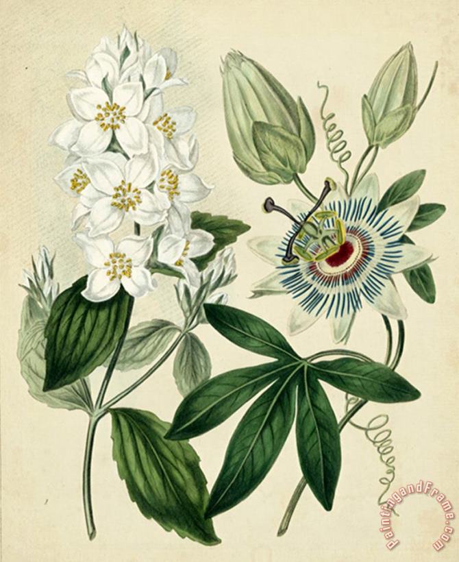 Sydenham Teast Edwards Cottage Florals II Art Print