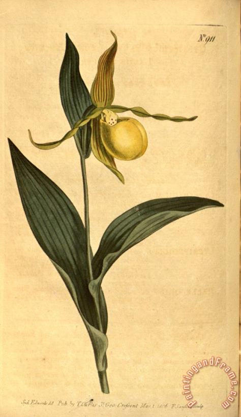 Sydenham Teast Edwards Cypripedium Pubescens (as C. Parviflorum) 1806 Art Print