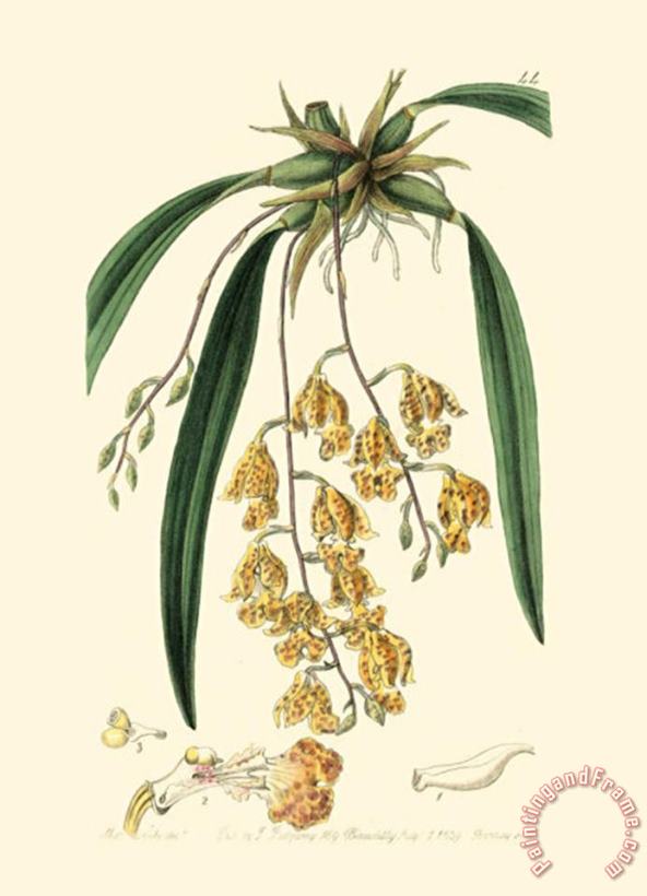 Sydenham Teast Edwards Elegant Orchid I Art Print
