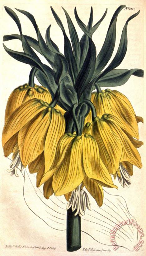 Sydenham Teast Edwards Fritillaria Imperialis (subgenus Petilium) 1809 Art Print