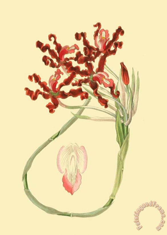 Sydenham Teast Edwards Le Fleur Rouge II Art Print