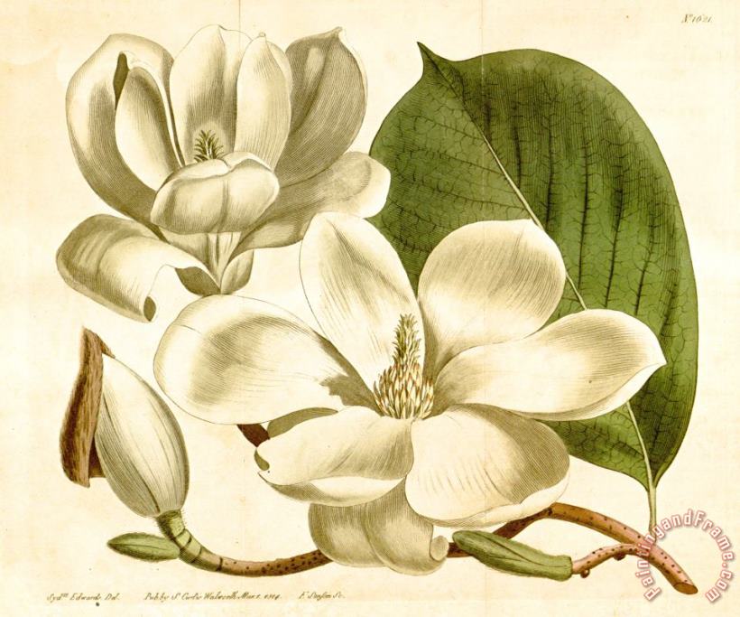 Sydenham Teast Edwards Magnolia Conspicua 1814 Art Print