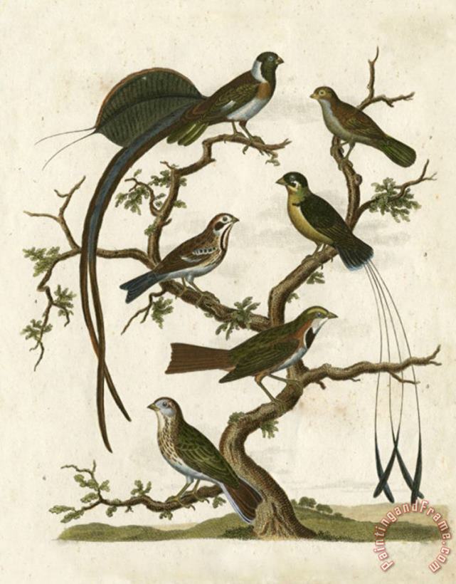 Ornithology I painting - Sydenham Teast Edwards Ornithology I Art Print