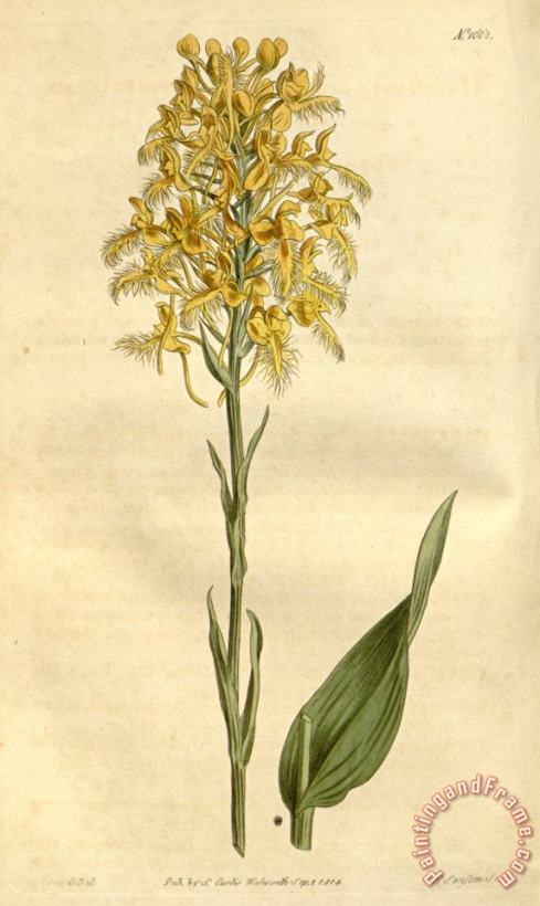 Platanthera Ciliaris (as Habenaria Ciliaris) 1814 painting - Sydenham Teast Edwards Platanthera Ciliaris (as Habenaria Ciliaris) 1814 Art Print