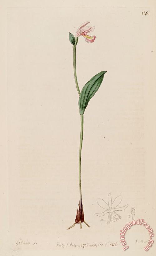 Sydenham Teast Edwards Pogonia Ophioglossoides 1816 Art Painting