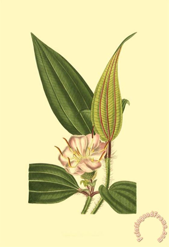 Tropical Ambrosia I painting - Sydenham Teast Edwards Tropical Ambrosia I Art Print