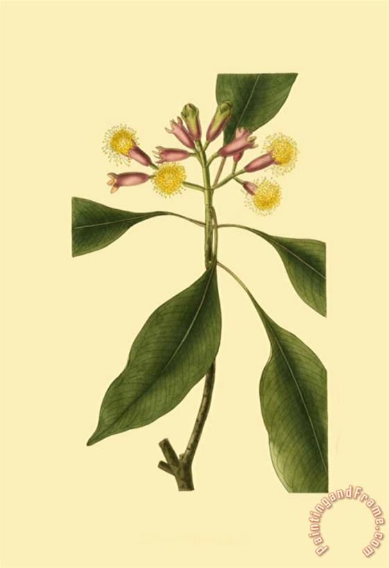 Sydenham Teast Edwards Tropical Ambrosia Iv Art Print