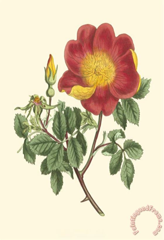 Vibrant Blooms Iv painting - Sydenham Teast Edwards Vibrant Blooms Iv Art Print