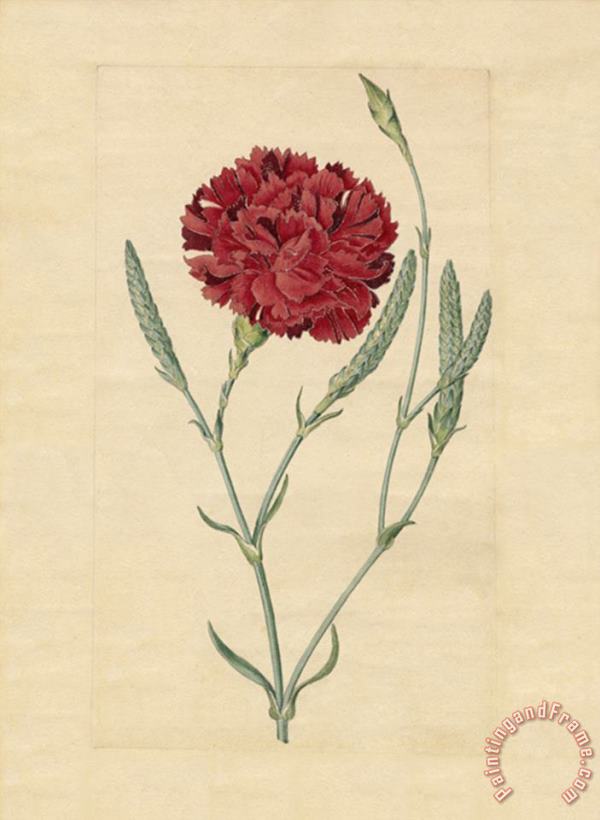 Sydenham Teast Edwards Wheatear Carnation Art Painting