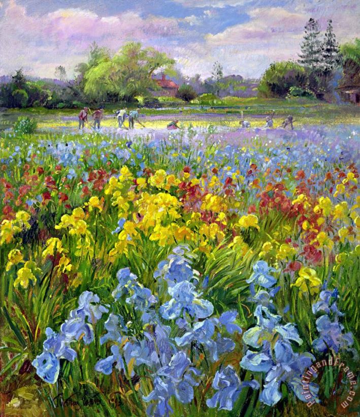 Timothy Easton Hoeing Team and Iris Fields Art Painting