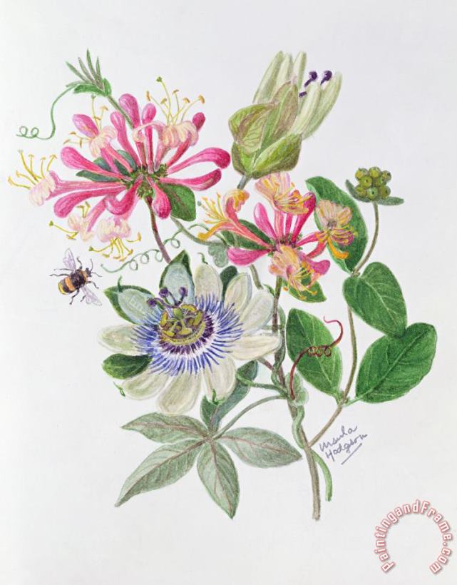 Honeysuckle And Passion Flower painting - Ursula Hodgson Honeysuckle And Passion Flower Art Print