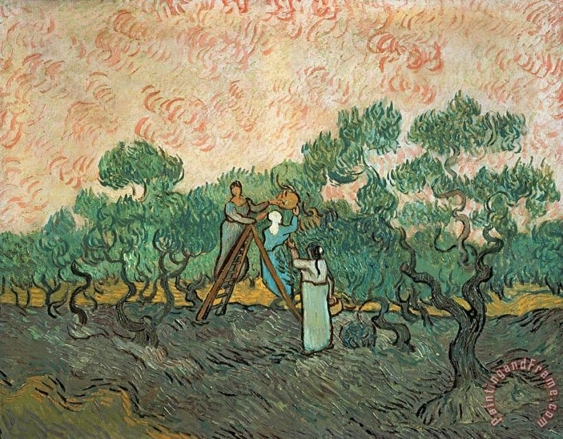 The Olive Pickers painting - Vincent van Gogh The Olive Pickers Art Print