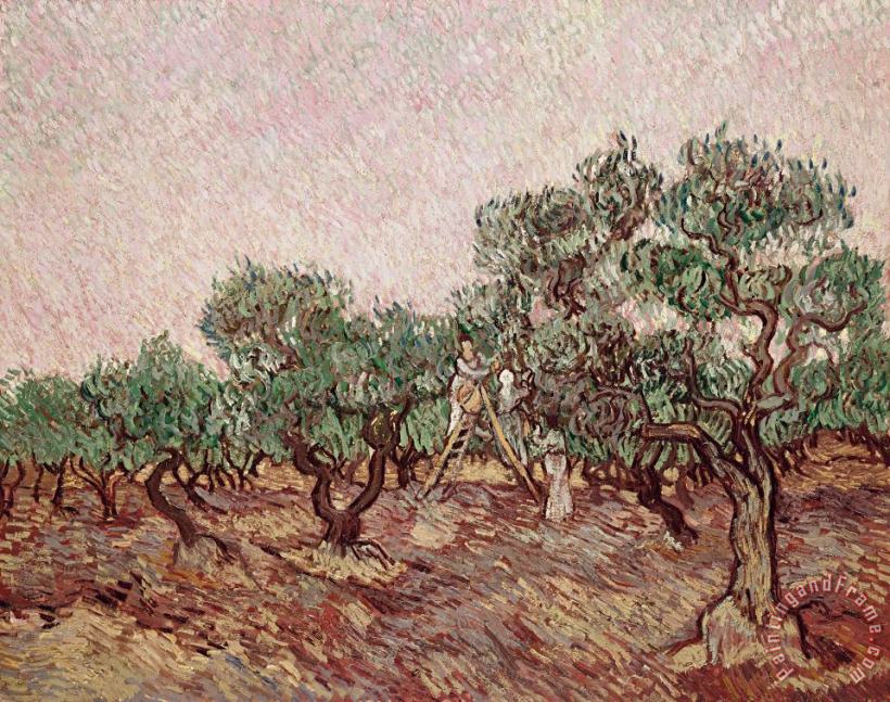 Vincent van Gogh The Olive Pickers Art Print