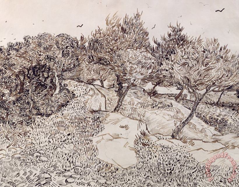 Vincent van Gogh The Olive Trees Art Print