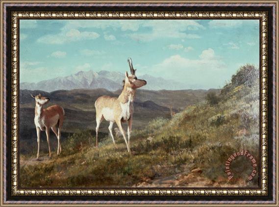 Albert Bierstadt Antelope Framed Print