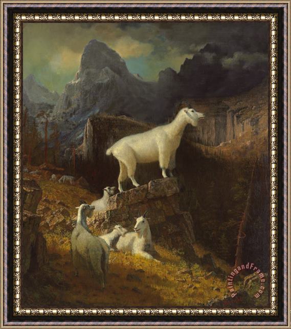 Albert Bierstadt Rocky Mountain Goats Framed Print