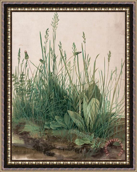 Albrecht Durer The Large Piece of Turf, 1503 Framed Painting