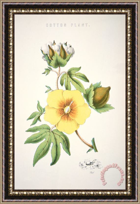 American School A cotton plant Framed Painting