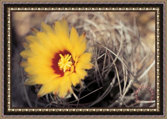American School Cactus Flower Framed Print