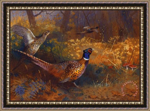 Archibald Thorburn A Cock And Hen Pheasant At The Edge Of A Wood Framed Print