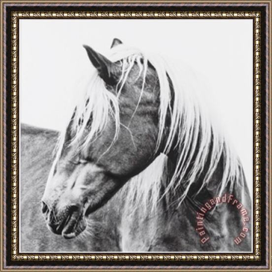 ausue Horse Framed Painting