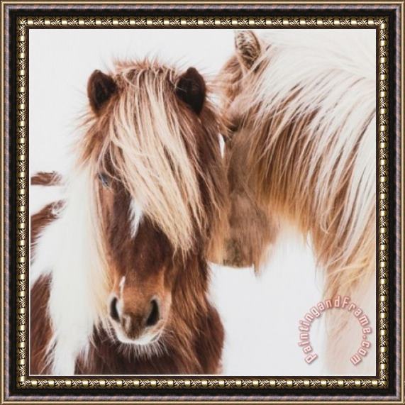 ausue Horses Framed Painting