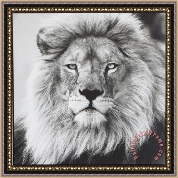 ausue Lion 5 Framed Painting