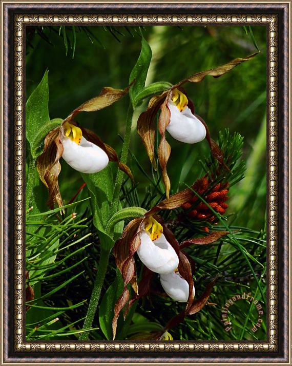 Blair Wainman Mountain Lady's Slipper Orchid Framed Painting