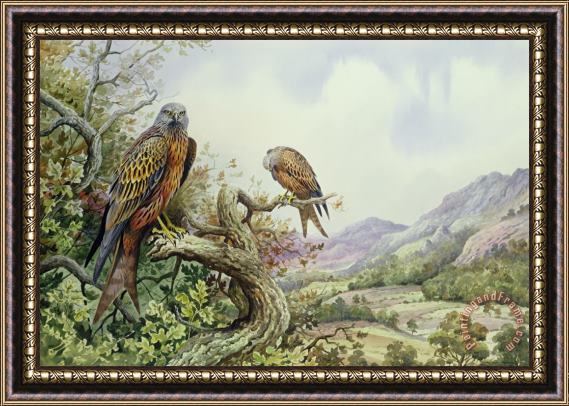 Carl Donner Pair of Red Kites in an Oak Tree Framed Painting