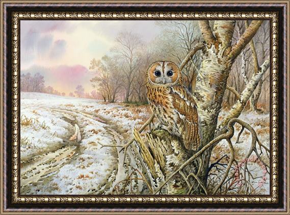 Carl Donner Tawny Owl Framed Print