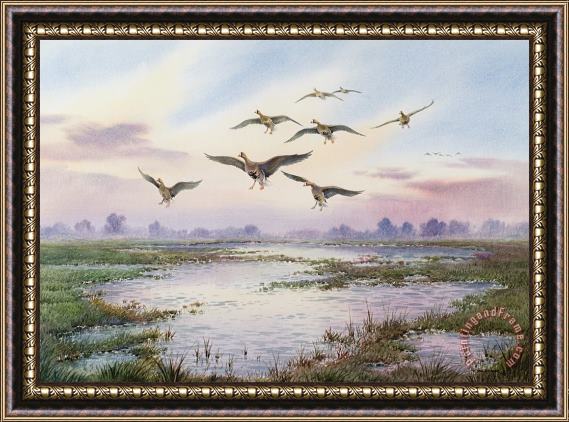 Carl Donner White-Fronted Geese Alighting Framed Print