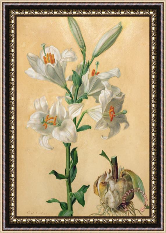 Carl Franz Gruber White Lily Framed Print