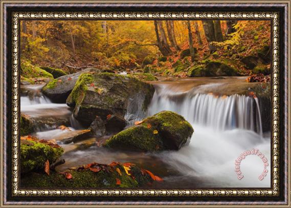 Collection 12 Autumn Forest Framed Print