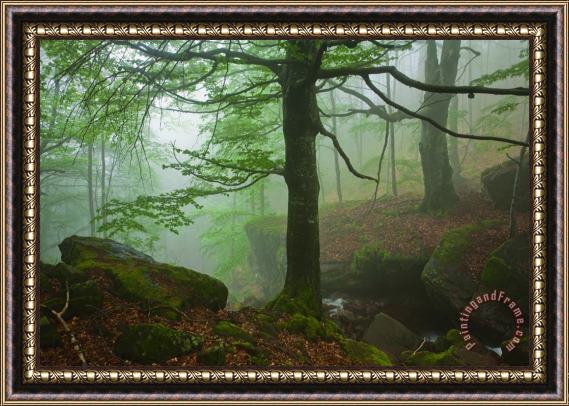 Collection 12 Dark Forest Framed Painting