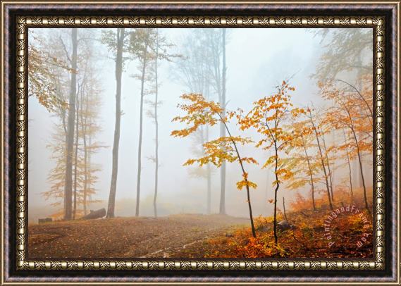 Collection 12 Golden Forest Framed Painting