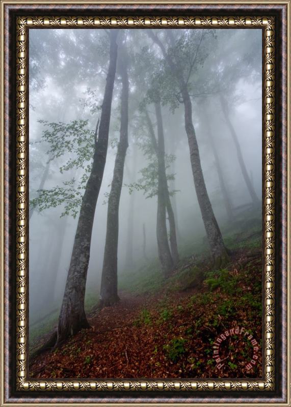 Collection 12 High Forest Framed Print