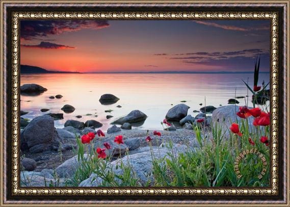 Collection 12 Poppies By the Sea Framed Painting
