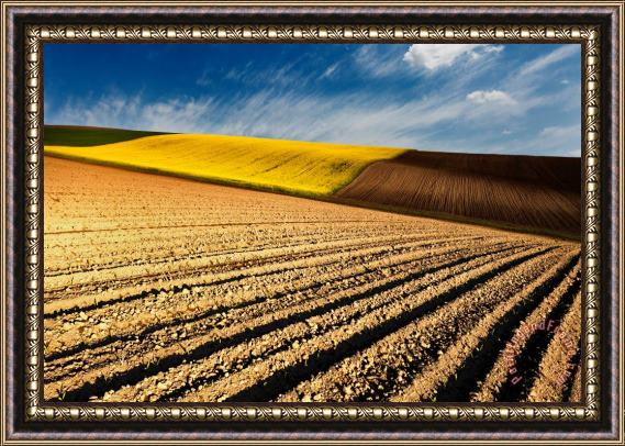 Collection 12 Spring Fields Framed Print
