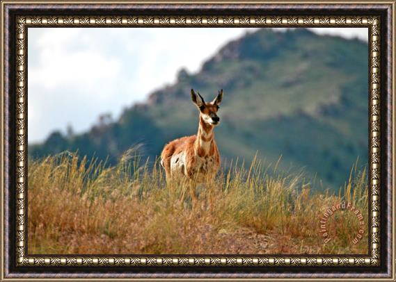 Collection 14 Antelope Framed Print