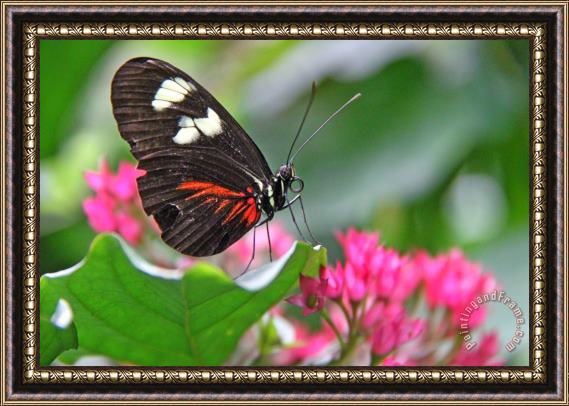 Collection 14 Beauty Within Framed Print