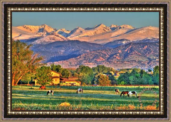 Collection 14 Grazing Framed Print