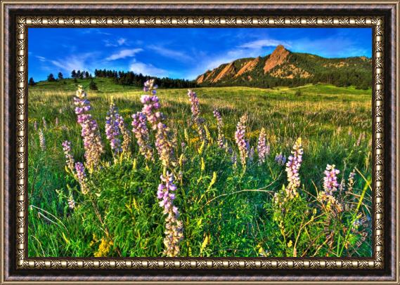 Collection 14 Spring Beauty Framed Print