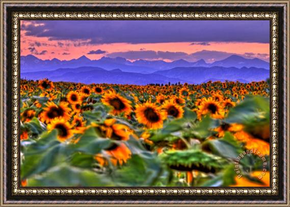 Collection 14 Sunsets and Sunflowers Framed Painting