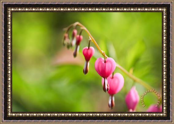 Collection 3 A Bleeding Heart Framed Painting